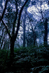 Mysterious misty forest exploration enchanted wilderness landscape photography foggy environment serene viewpoint nature's beauty