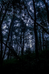 Mysterious exploration of foggy forest unknown location nature photography enigmatic environment low angle adventure concept