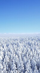 Empty snowy forest with a vast open space and a clear blue sky , frosty trees, clear sky