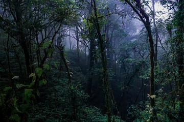 Exploring the enigmatic forest nature photography misty environment serene viewpoint tranquility concept for seo impact