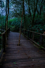 Serene walking path through enchanted forest nature trail lush greenery tranquil atmosphere ground-level perspective adventure awaits
