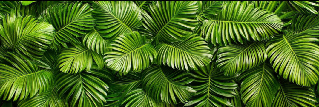 Lush green palm leaves arranged in overlapping patterns for best stock photo - Lush green palm leaves in an overlapping arrangement symbolize nature, tranquility, vitality, freshness, and tropical bea