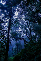 Mysterious foggy forest scene tropical region nature photography dense vegetation low angle enigmatic atmosphere for exploration