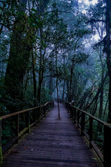 Mysterious forest pathway enchanting jungle scenic photography lush environment serene viewpoint nature exploration