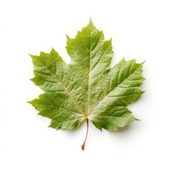 Single green maple leaf isolated on white.