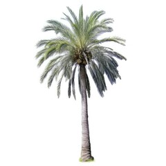 Single palm tree isolated on white.