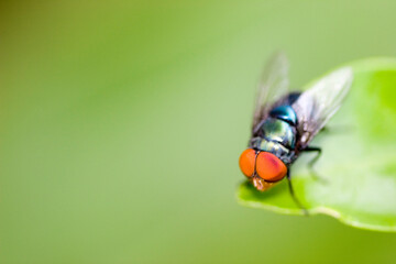 Close Up Insect