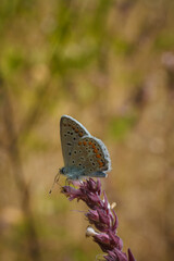 Polyommatinae, the blues, diverse subfamily of gossamer-winged butterflies, family Lycaenidae. Insect sitting on plant, soft focused macro