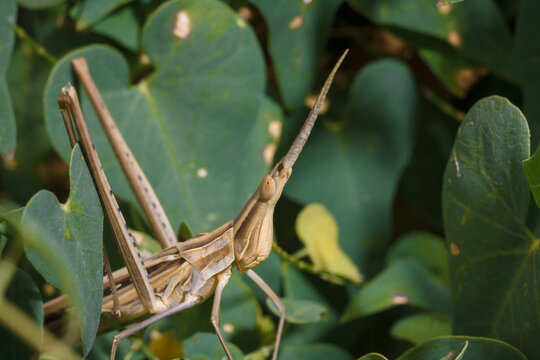Brown long headed acrida from acrididae among pea plant foliage, locust grasshopper, soft focused macro shot