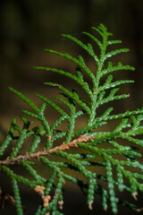 macro shot of coniferous needles of thuja or cypress plant in forest, vertical