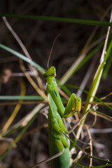 Big green young European mantis or mantis religiosa sitting on branch. Insects and flora. Soft focused macro shot