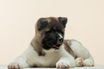 american akita puppy on a uniform background