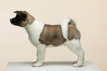 american akita puppy on a uniform background