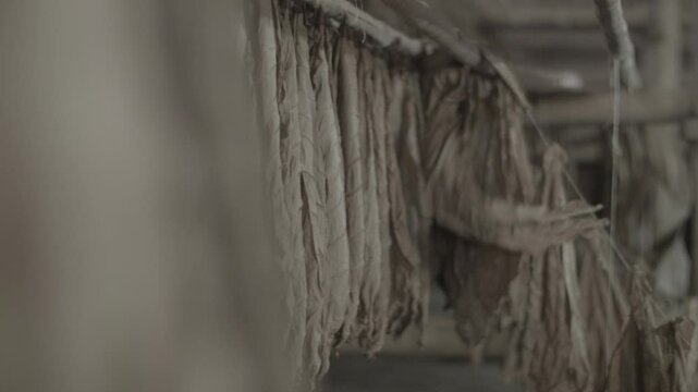 Planta de tabaco secado