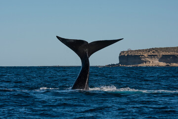 Fototapeta premium Sohutern right whale tail lobtailing, endangered species, Patagonia,Argentina