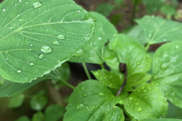 Water Drops On Tropical Green Leaves, With Blurred Background