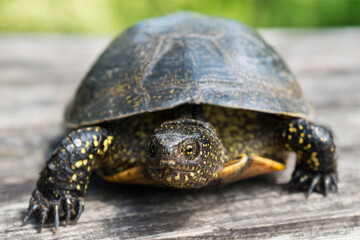  Big turtle on wooden desk with sunny grass on background