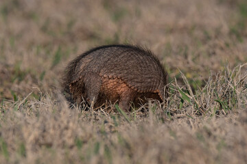 Armadillo in Pampas countryside environment, La Pampa Province, Argentina.