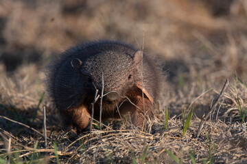 Armadillo in Pampas countryside environment, La Pampa Province, Argentina.