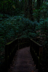 Exploring the serene wooden pathway lush rainforest nature photography dense foliage scenic view tranquility and adventure