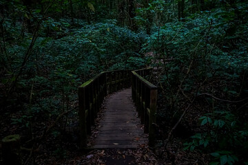 Fototapeta premium Mysterious wooden bridge in lush forest nature photography tranquil setting low light serene atmosphere