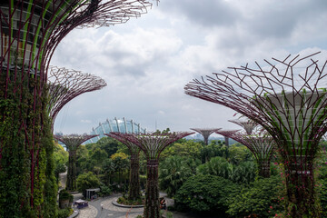 Fototapeta premium Supertree Grove at Gardens by the Bay, Singapore, where towering vertical gardens blend nature and technology in a dazzling display.