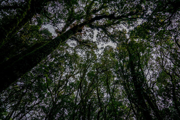 Exploring ancient forests a serene canopy experience in nature perspective from the ground tranquility and wilderness