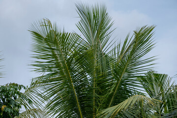 Tropical palm trees leaves in blue sky background Natural exotic photo frame Leaves on the branches of coconut palm trees against the blue sky in sunny summer day