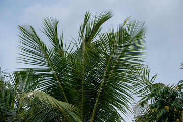 Fototapeta premium Tropical palm trees leaves in blue sky background Natural exotic photo frame Leaves on the branches of coconut palm trees against the blue sky in sunny summer day