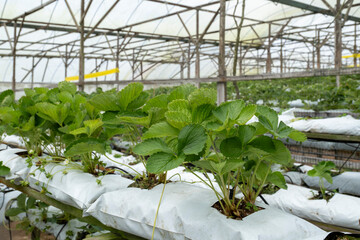 Strawberry farm in Cameron Highlands, Malaysia, highlighting the region's picturesque agricultural landscape
