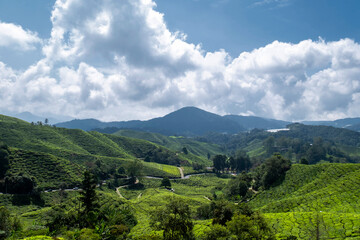 Fototapeta premium Stunning aerial view of lush tea plantations in Cameron Highlands, Malaysia, showcasing the region's verdant landscape and rolling hills.