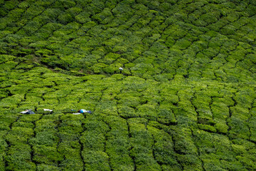 Cameron Highland, Malaysia. Tea worker carrying after plucking leaves in the bag at the plantation field.