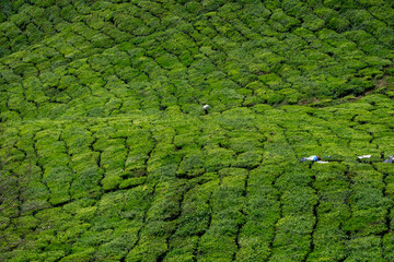 Cameron Highland, Malaysia. Tea worker carrying after plucking leaves in the bag at the plantation field.