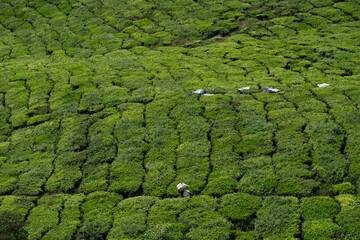 Cameron Highland, Malaysia. Tea worker carrying after plucking leaves in the bag at the plantation field.