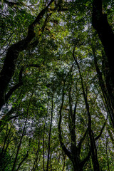 Exploring tall canopy trees in lush rainforest nature photography vertical perspective wilderness adventure