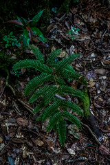 Lush green fern growth in tropical forest nature photography close-up view vibrant ecosystem natural beauty