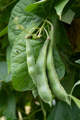 Green Bean Pods Hanging on a Lush Vine with Vibrant Leaves Close-Up