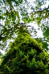 Exploring majestic forest canopy amazon rainforest nature photography lush environment upward viewpoint biodiversity concept