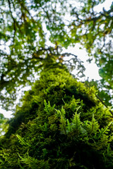 Majestic tree canopy lush forest nature photography serene environment upward perspective exploring biodiversity