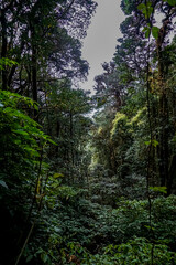 Exploring vibrant jungle life amazon rainforest nature photography lush environment aerial view biodiversity awareness