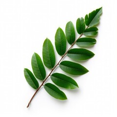Obraz premium Sprig of vibrant green leaves isolated on white.