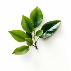 Sprig of vibrant green leaves on white. (1)