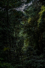 Obraz premium Exploring the lush green forest pathway amazon rainforest nature photography tropical environment ground view serenity and adventure