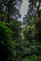 Exploring lush green canopy forests tropical rainforest nature photography serene environment scenic viewpoint biodiversity concept