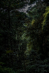 Exploring the dense wilderness a serene forest scene tropical rainforest nature photography lush environment peaceful viewpoint