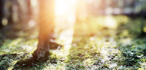 Spring forest bokeh panorama