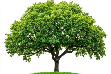A large, healthy tree with vibrant green leaves stands prominently on a grassy mound under clear skies, symbolizing nature's beauty and serenity