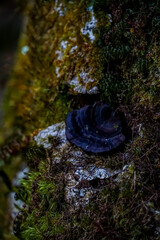 Exploring a unique fungus growth on tree bark forest nature photography close-up natural beauty biological diversity