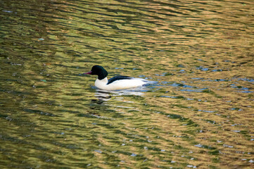 Gänsesäger im herbstlichen Licht auf dem See