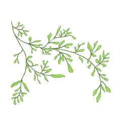 branch with green leaves